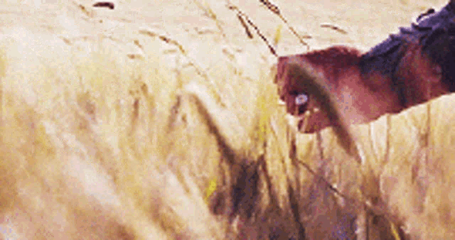 Cover image for “What Is Neutral Grain Spirit?”