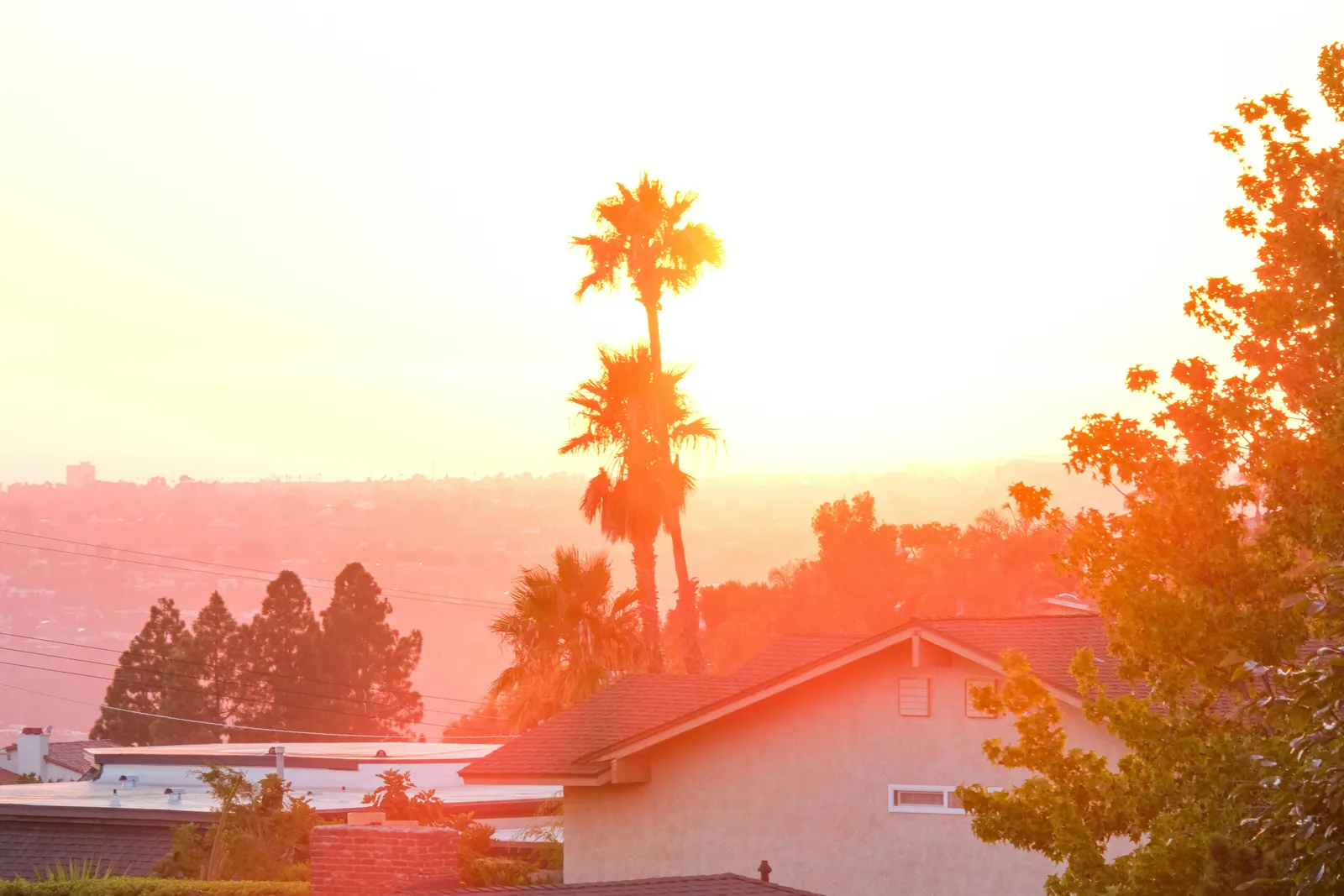 Palm trees silhouetted above rooftops at sunset in Encinitas