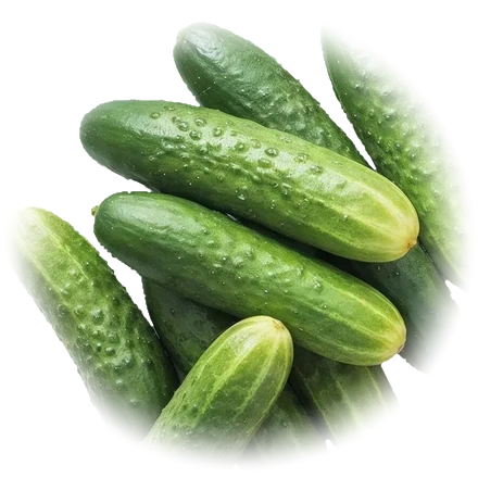 Fresh cucumbers