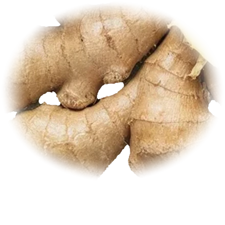 Fresh ginger root