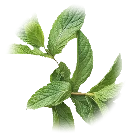 Fresh mint leaves